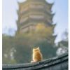 浮生一盞燈