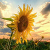 sunflower_qcD