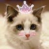 猫巷女王i_Qg