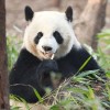 小胖