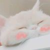 小红薯大毛。速度