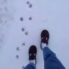 無煙