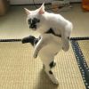 用戶頭像