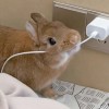 小K