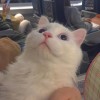 ᵕ̈
