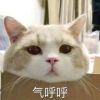 你这头小居仔