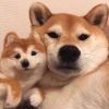 _怪哥哥i华