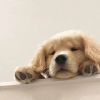 GN