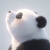 Charles｜小王子