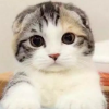 貓兒