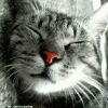 狐言亂語