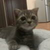 小白菜。