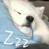 世界型英語寶寶！