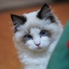 尼瑪我才是只貓