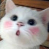 桃可愛