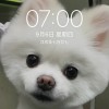 修正主義的貓