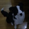 KYO豬豬
