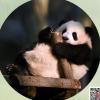 離經(jīng)叛道的螞蟻