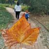 小明星藝校