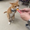 小熊與蜜
