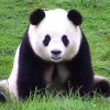 玲瓏望月