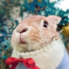 瞌睡豬