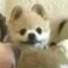 楓丹水韻