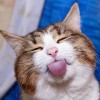 http://qzapp.qlogo.cn/qzapp/101260148/1BF562B2AA62A7EDBD422AD66153A2E8/100
