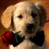 http://qzapp.qlogo.cn/qzapp/101260148/227AFCA8650B78AE16D00BA7DD9BCD65/100