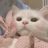 http://qzapp.qlogo.cn/qzapp/101260148/A757C342FD8F13866A0C96B406834A29/100