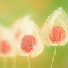 http://qzapp.qlogo.cn/qzapp/101260148/B54039F7978E377FA0CE5B1F19027A55/100
