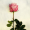 __Dasiy\