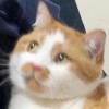 了然