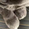 猫爸厨大人啊