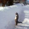 看下雪的坏猫