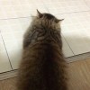 徐冬冬