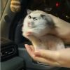 葬身猫腹