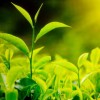 龍廷陽天茶業