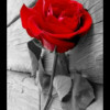 ٕAcS
