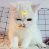    ?? ? 丶