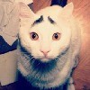             鎖情。  