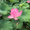 坎蒂絲
