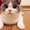 素材家園