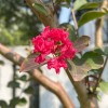 菊花臺