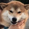 吃蟲子的蘋果