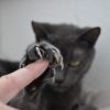 獅-_-子