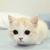 ?翔 ◎翎?