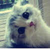 ishnan