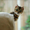 Sweety