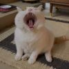让猫吃了